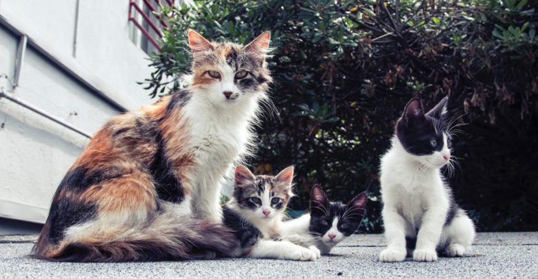Δωρεάν κτηνιατρικές υπηρεσίες για αδέσποτες γάτες  από τον Δήμο Πειραιά