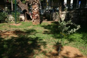 Δενδροφύτευση από εθελόντριες  στους κήπους της Τερψιθέας με τη στήριξη του Δήμου Πειραιά