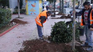 Δενδροφύτευση στον περιβάλλοντα χώρο του σχολικού συγκροτήματος της οδού Τζαβέλλα από τον Δήμο Πειραιά