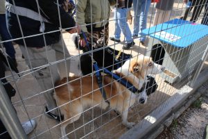 Εγκαινιάστηκε το δεύτερο Δημοτικό Πάρκο σκύλων στον Δήμο Πειραιά