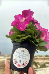 Χιλιάδες  λουλούδια  προσέφερε για την Πρωτομαγιά  ο  Δήμος Πειραιά